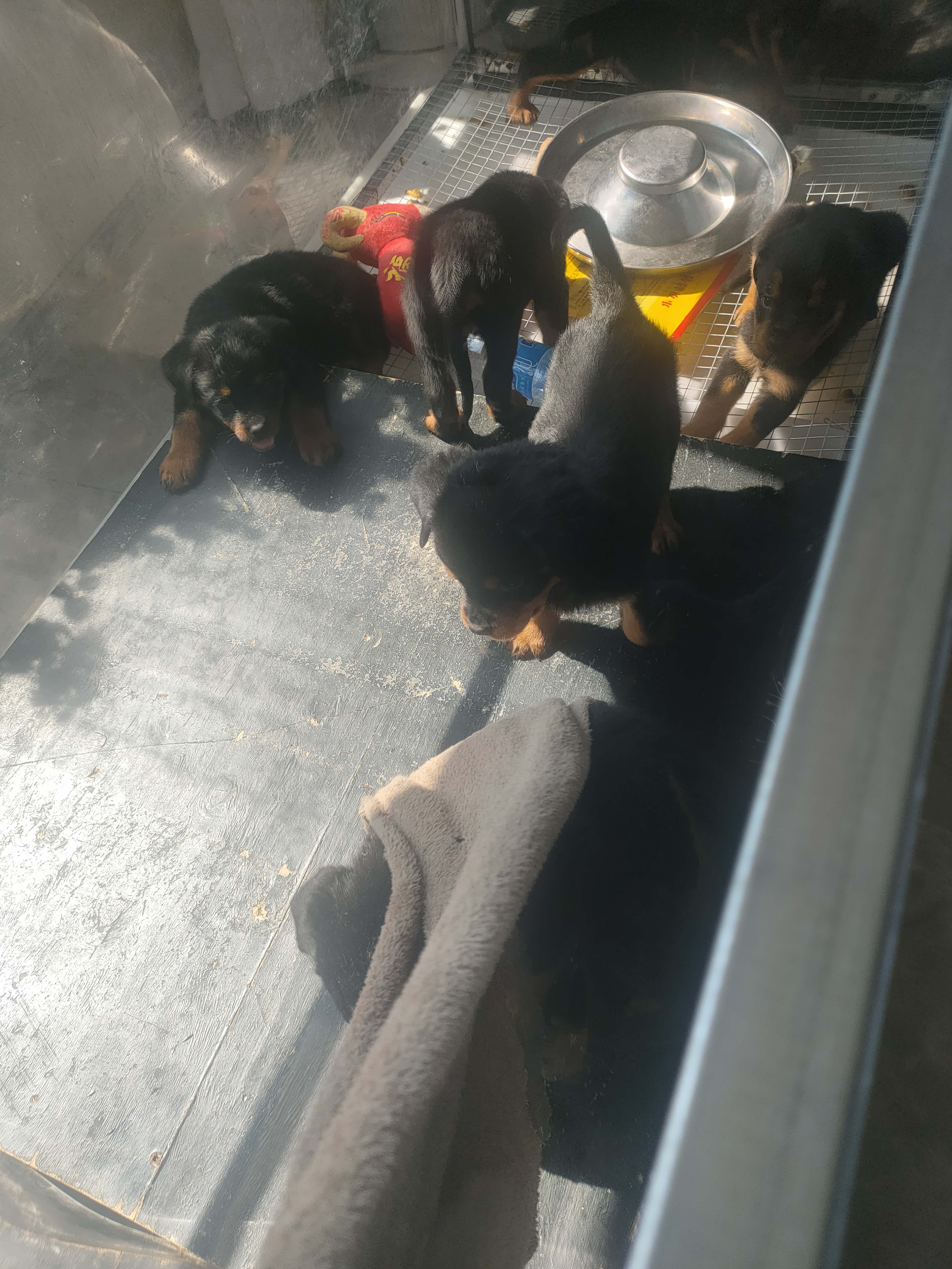 罗威纳幼犬